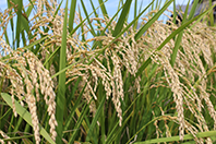 岐阜の米通販「農家のお米.com」のハツシモ画像