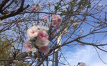 岐阜の米通販「農家のお米.com」の秋の桜の画像