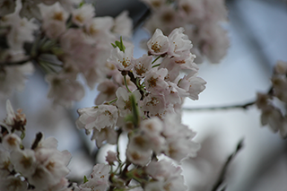 農家のお米.comの淡墨桜の写真3