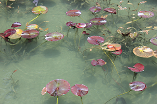 農家のお米.comのモネの池の写真2