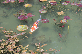 農家のお米.comのモネの池の写真1