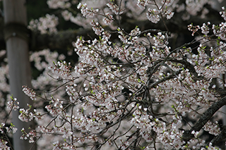 農家のお米.comの淡墨桜の写真2